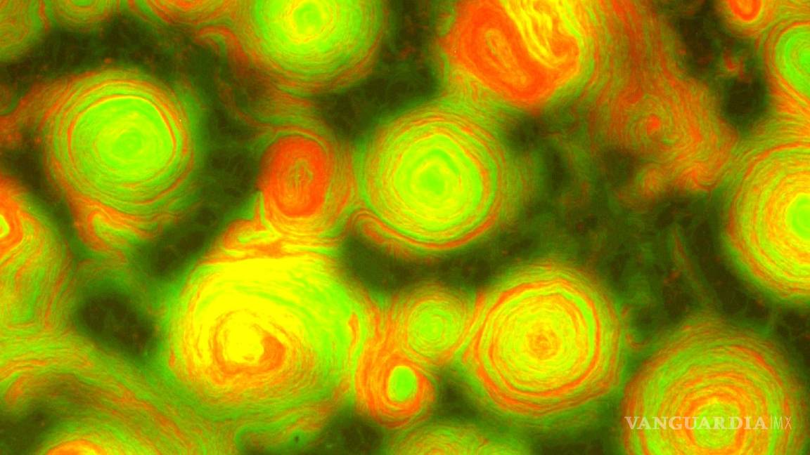 $!Imagen ampliada de una mezcla experimental de bacterias M. xanthus.