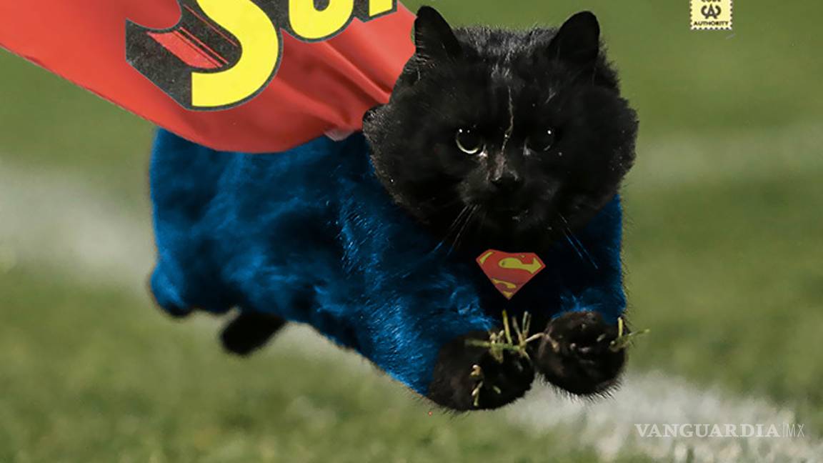 $!Gato interrumpe partido de rugby y desata batalla de memes