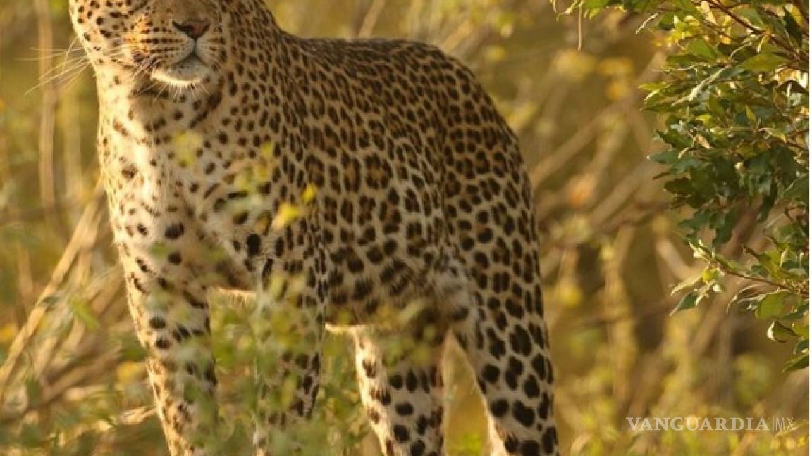 Los fotógrafos de National Geographic están arrasando en Instagram