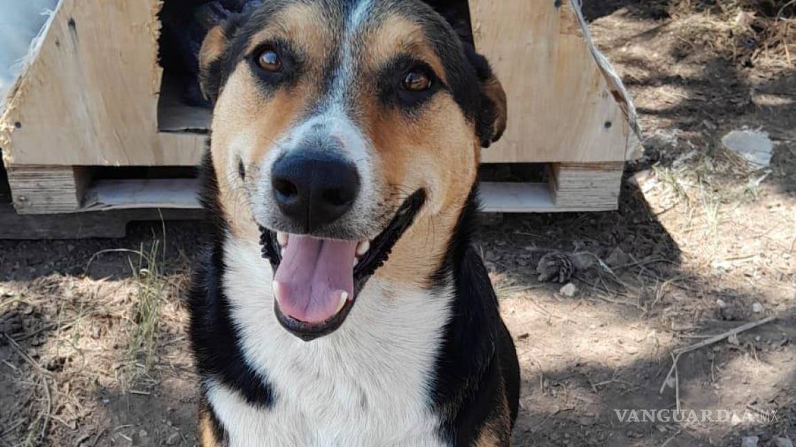 ‘Frida’, la perrita vigilante de la UAAAN, finalmente encuentra un hogar: niñas le hacen carta de bienvenida