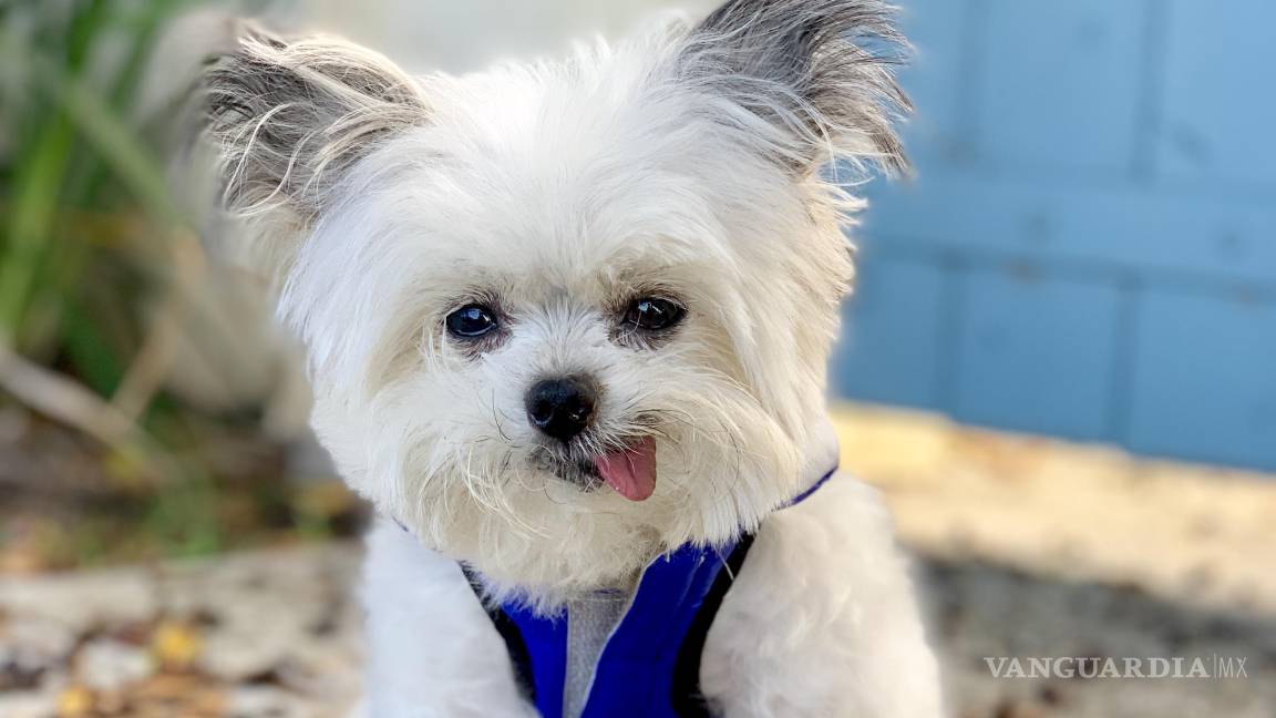 La agonía de adorar a los perros en internet