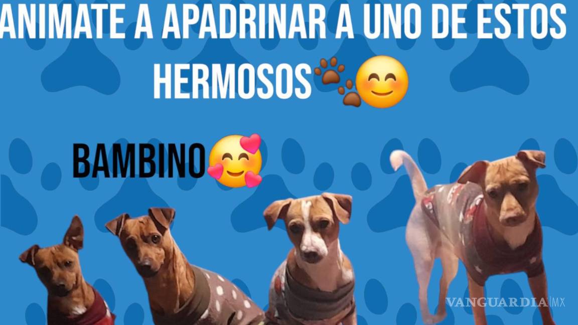 ¡Sé el héroe de un perrito! Buscan padrinos para esterilización de lomitos rescatados en Ramos Arizpe