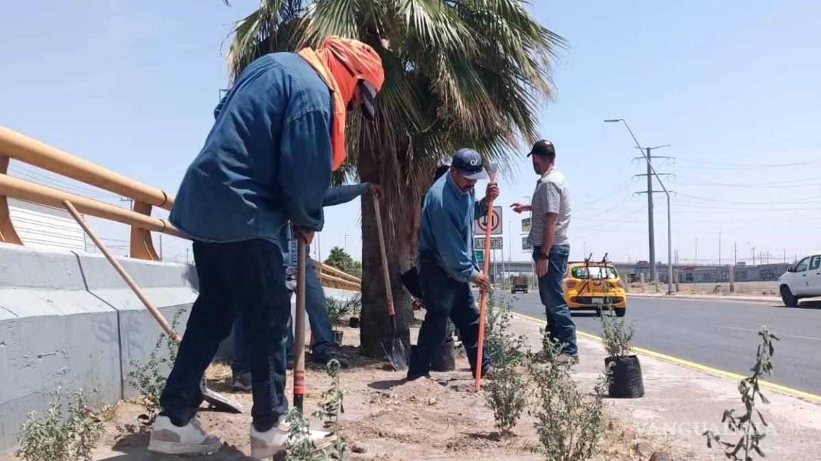 Reforesta Servicios Públicos de Torreón tramo de la carretera a Mieleras
