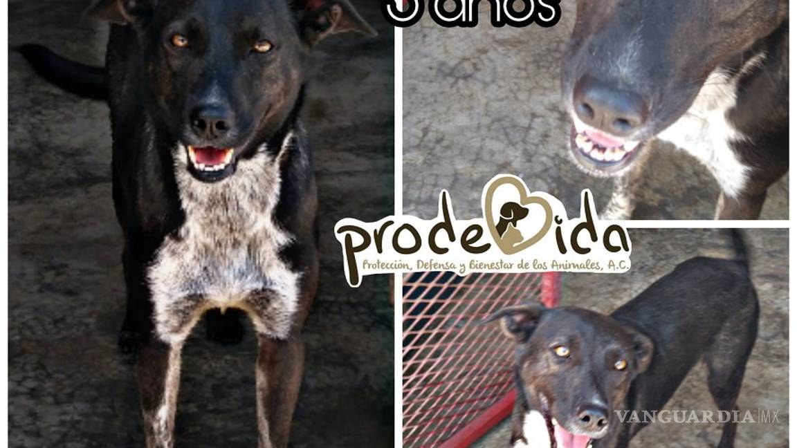 $!¿Estás buscando adoptar? Conoce a estos adorables lomitos