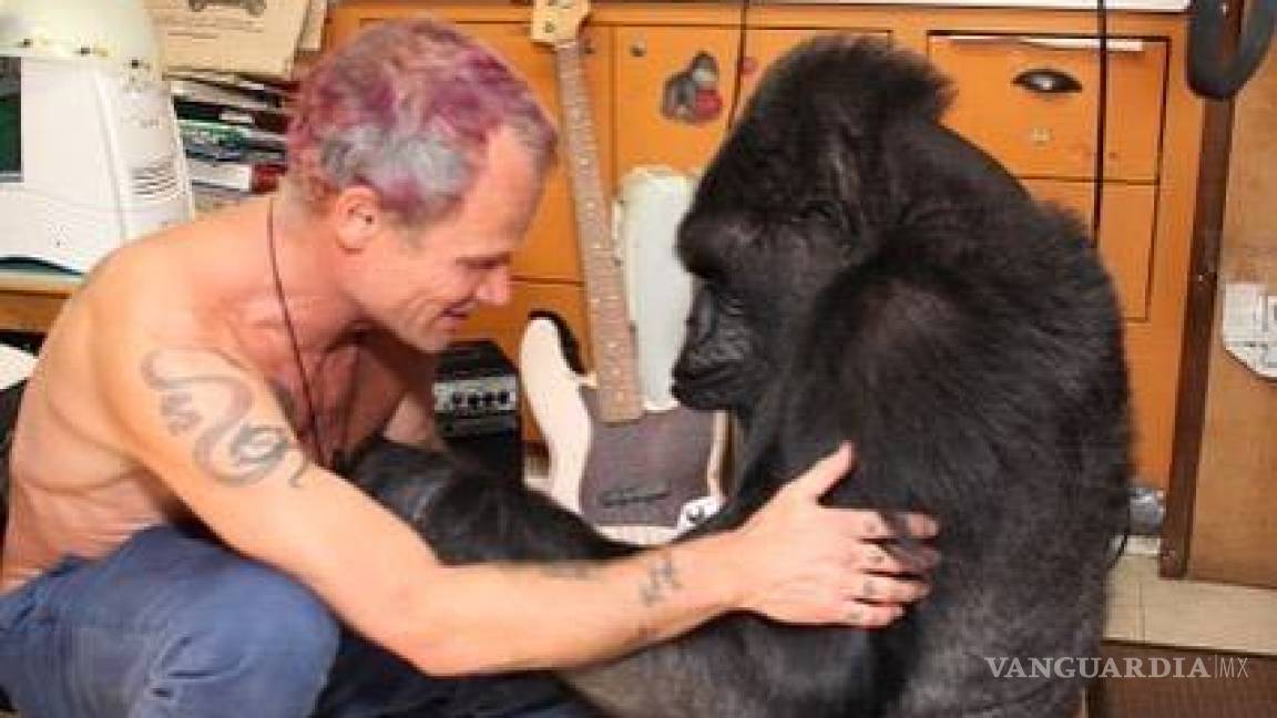Flea, de los Red Hot Chili Peppers, visitó a la gorila Koko