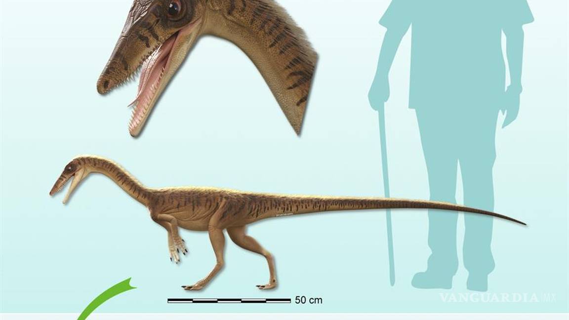 $!Erythrovenator jacuiensis, uno de los antepasados más antiguos del Tyrannosaurus Rex