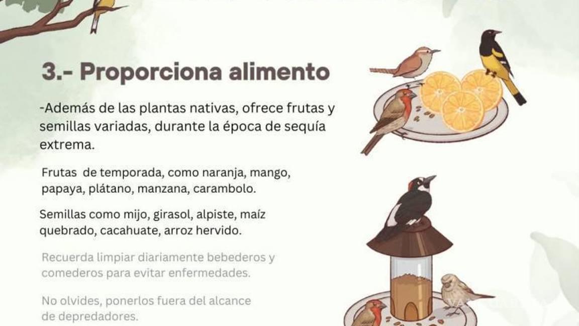 $!Proteger a las aves y abejas de Saltillo: tips contra el calor extremo