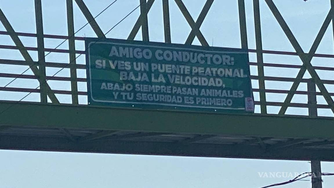 Llaman 'animales' en Saltillo a quienes no utilizan puente peatonal
