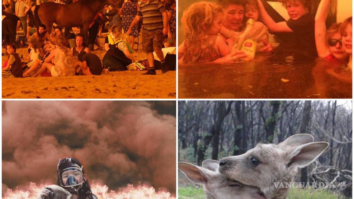 $!La mitad de koalas sanos en Australia ya han muerto, por mega incendio
