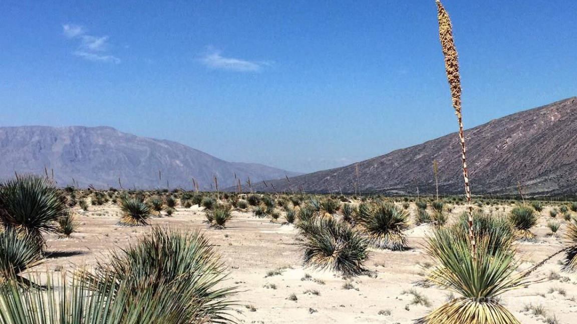 Coahuila es tierra de origen del sotol