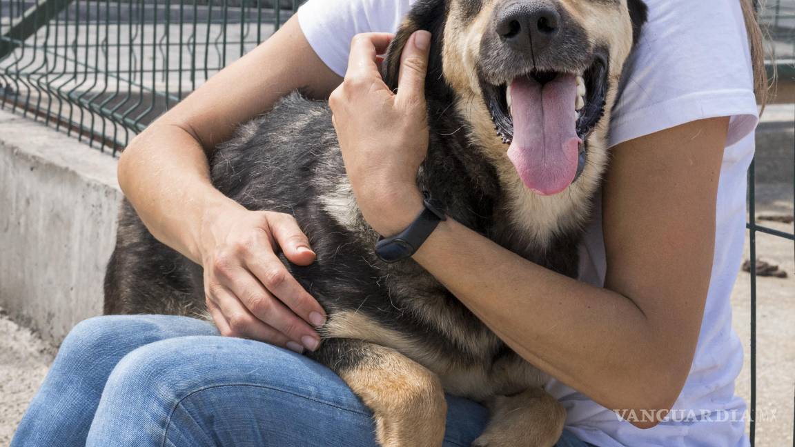 $!Voluntarias de fundaciones animalistas rescatan perros en situación de abandono o enfermedad, muchos de ellos canalizados de inmediato a atención veterinaria especializada antes de ser dados en adopción.