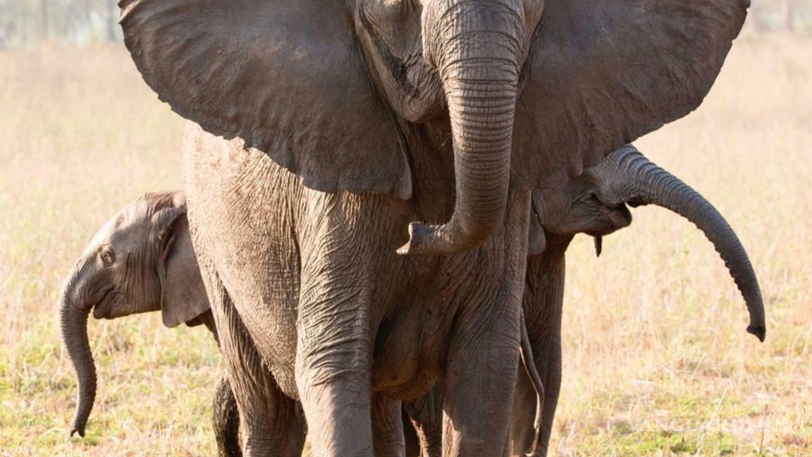 Caza furtiva provoca la evolución de elefantes sin colmillos
