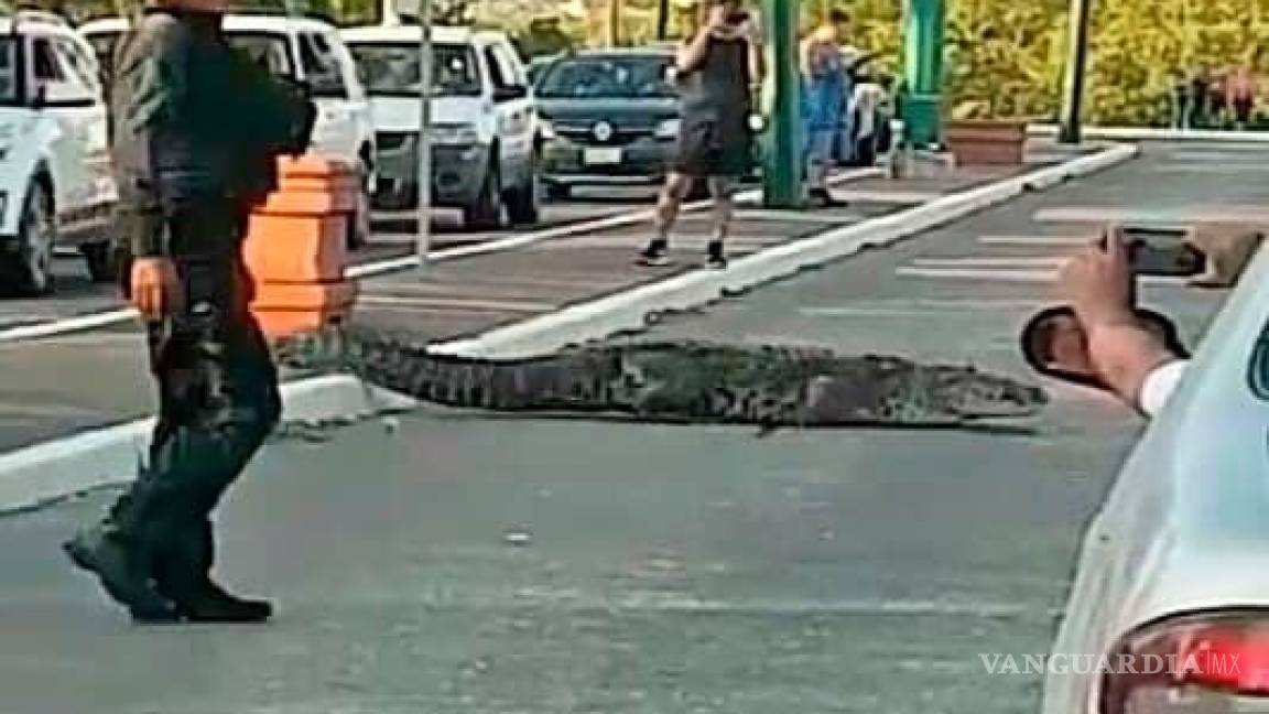 Paran el tráfico en Tampico para que cruce la calle... ¡un cocodrilo!