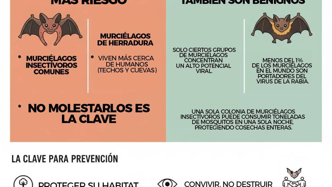 $!¿Una nueva pandemia se aproxima?... científicos localizan al murciélago que podría causarla