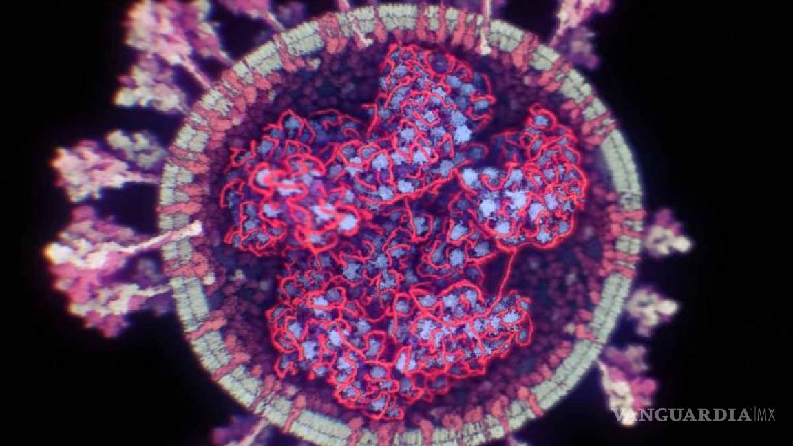 Así luce el virus del COVID-19 en 3D (video)