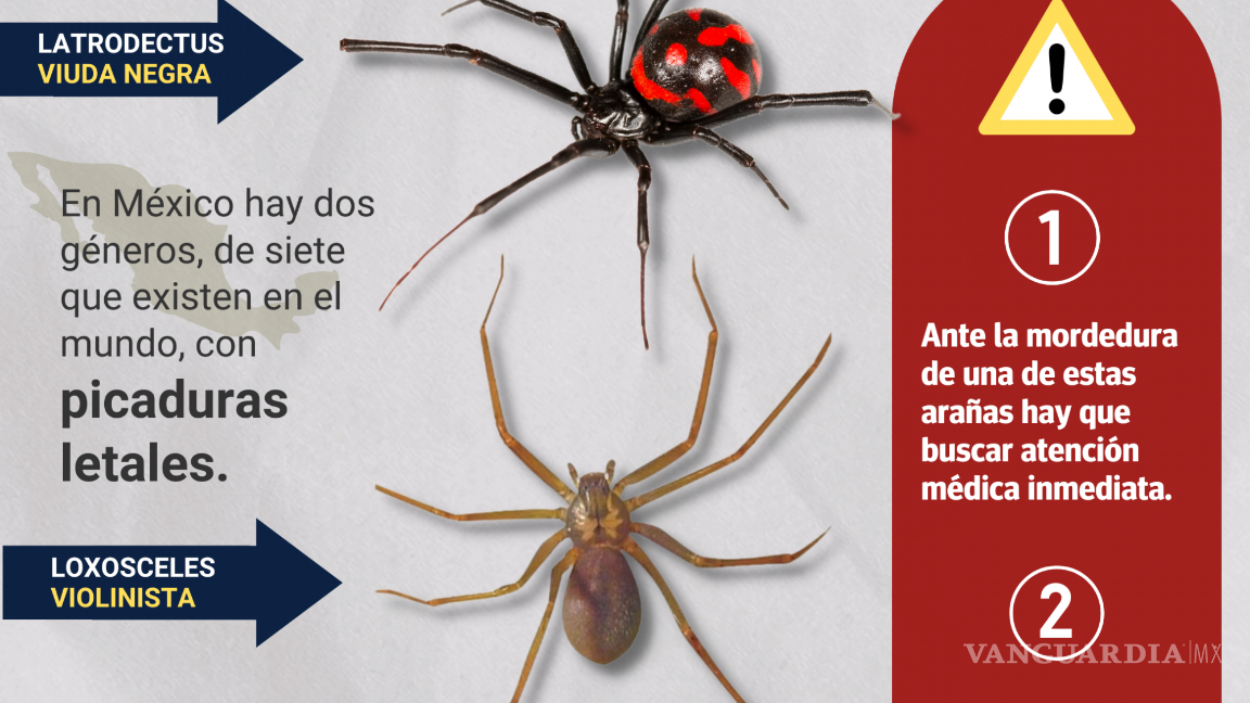$!¿Cuándo inicia la temporada de arañas en México?... cómo saber cuáles son peligrosas y qué hacer si las vemos en casa