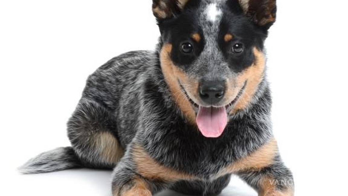 $!¿Cuáles son las 10 razas de perros más inteligentes?