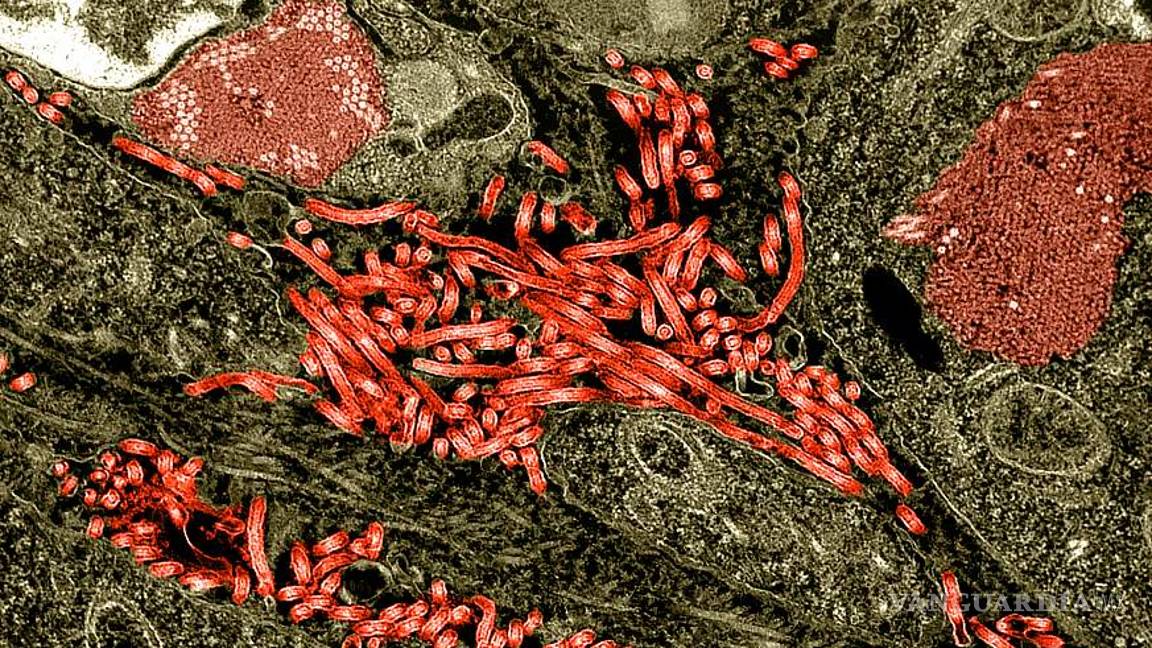 $!Científicos vuelven inmunes al Ébola a grupo de monos