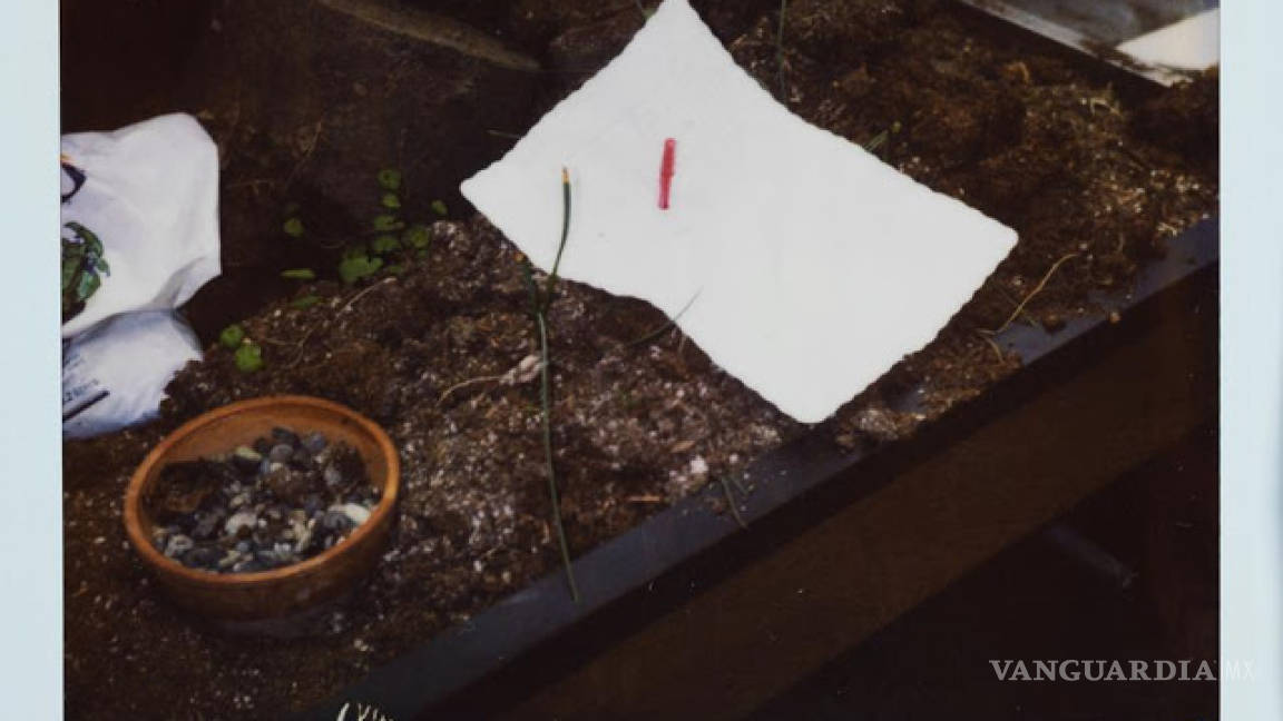 $!A 25 años de la misteriosa muerte de Kurt Cobain, aún no sabemos si fue un suicidio o murió asesinado