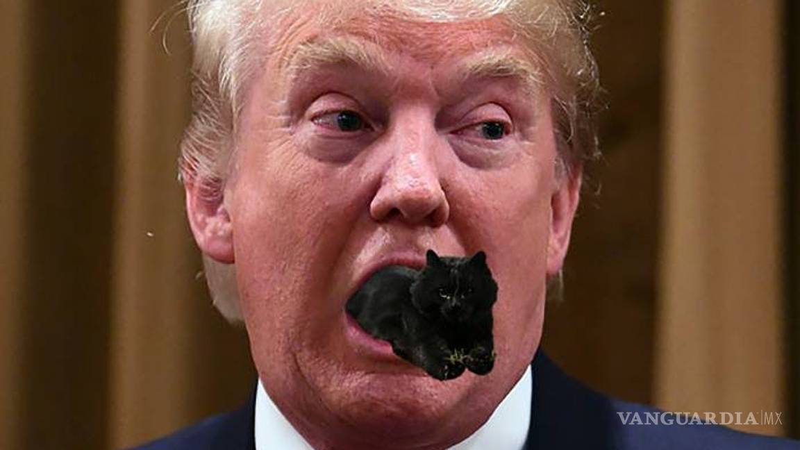 $!Gato interrumpe partido de rugby y desata batalla de memes