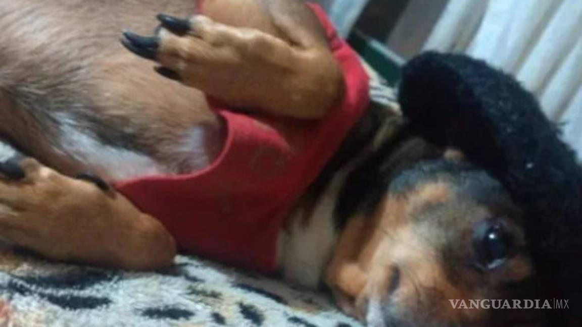 $!Vecinos matan mascotas de enfermera para que se vaya