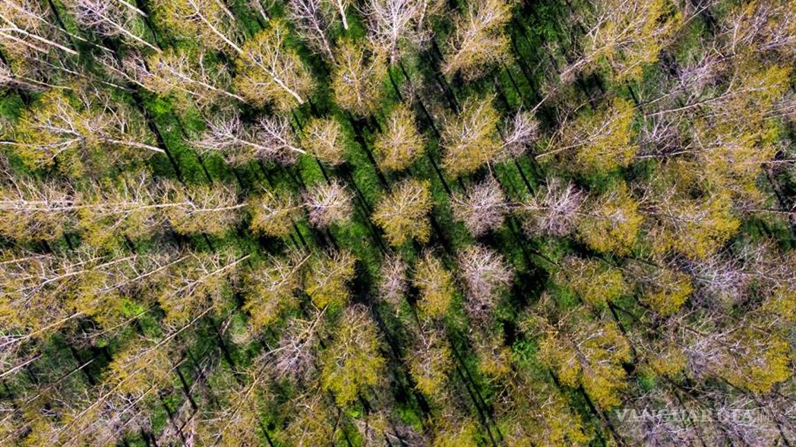 $!Mira cómo festeja el Día de la Tierra sus primeros 50 años con una pandemia global por el COVID-19