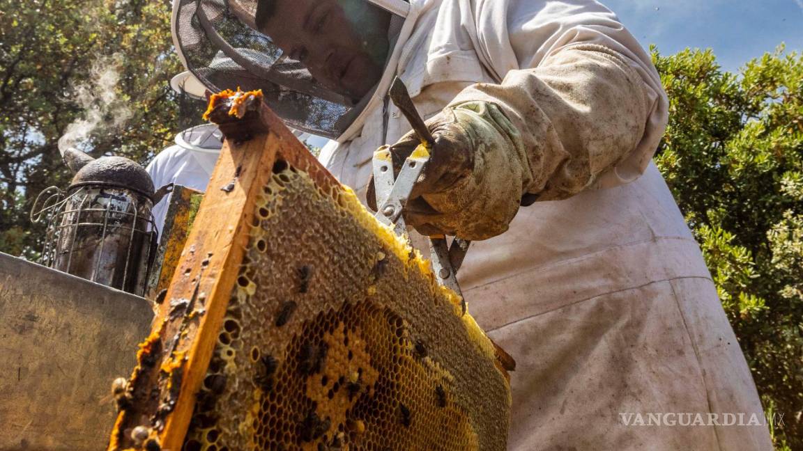 $!La abeja ha tenido su propia evolución de la mano de los apicultores.