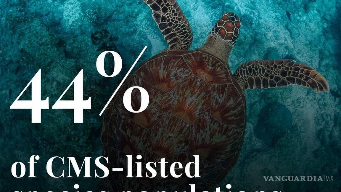 $!Alrededor del 44% de las especies migratorias en todo el mundo están viendo disminuida su población, señala el reporte.