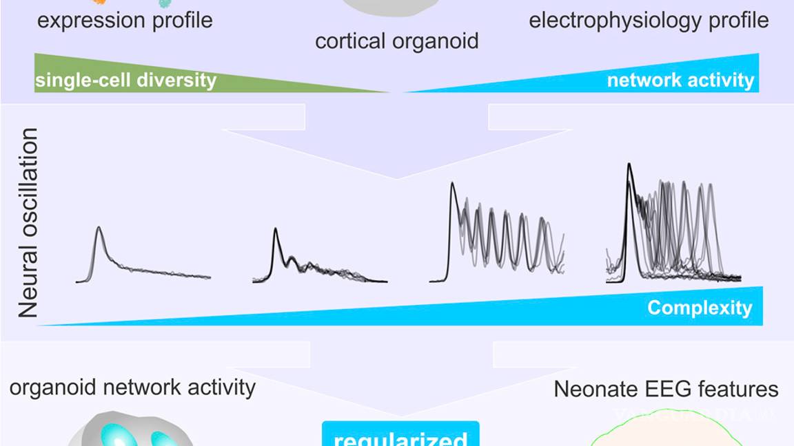 $!Cerebros diminutos creados en laboratorio desarrollan redes neuronales funcionales