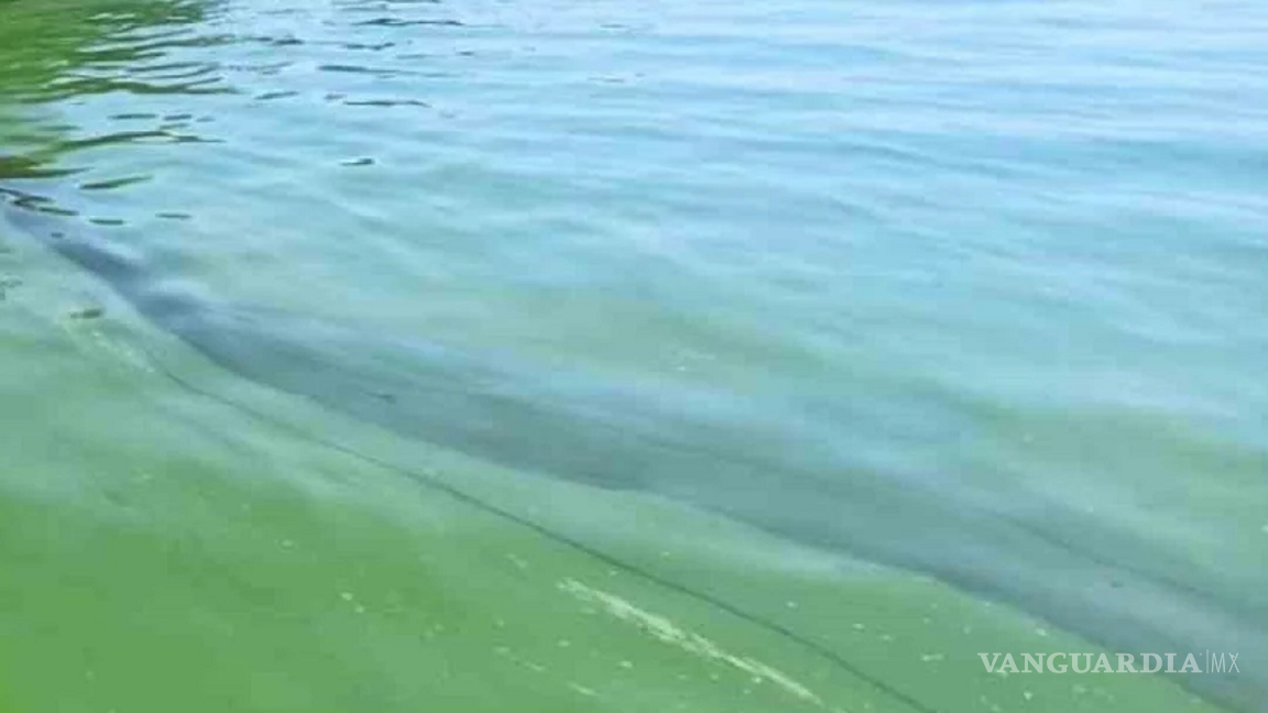 $!Los efectos del cambio climático se están sintiendo en los ecosistemas microbianos marinos superficiales, lo que está trasformando el color del agua