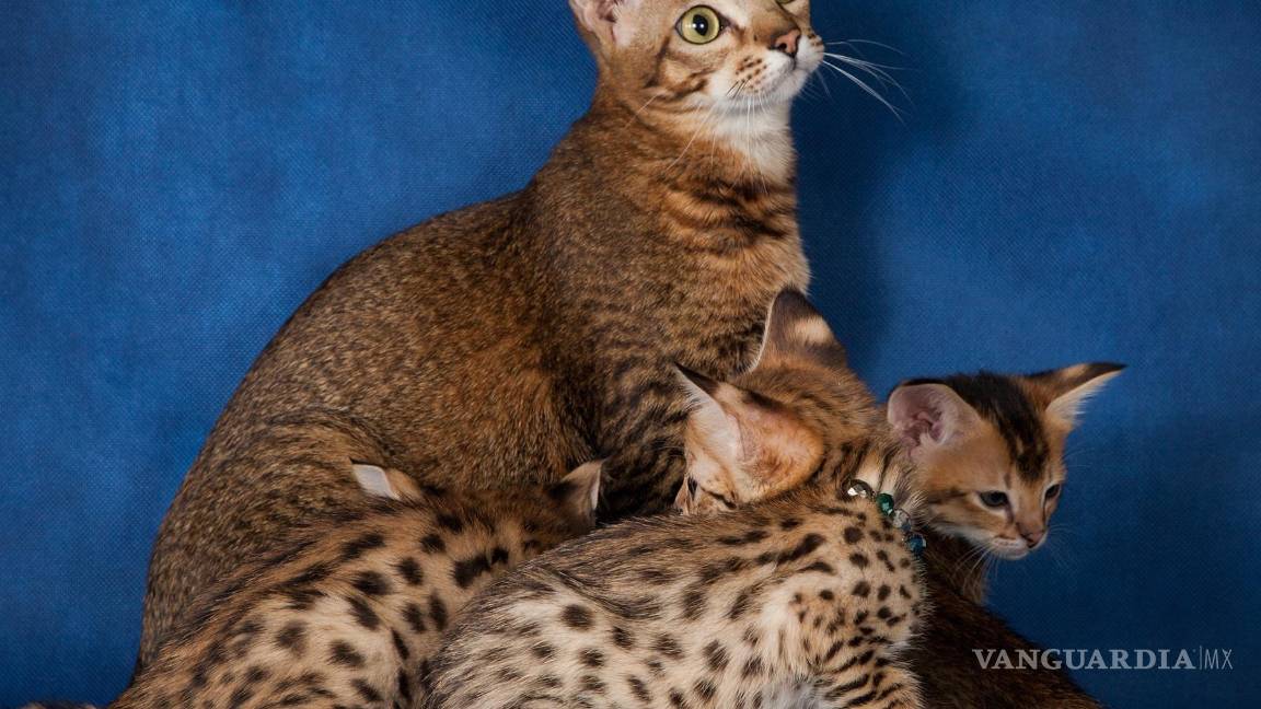 $!Servalina madre de tres gatitos. EFE/HudsonAlpha
