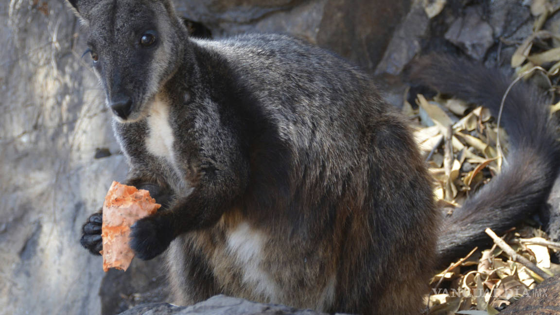 Va Australia al rescate de especies