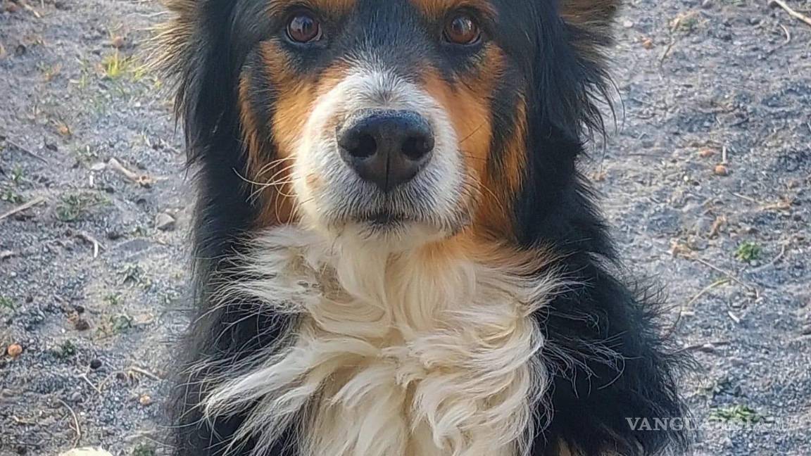 $!Perrito se escapa para ‘terminar el bachillerato’; alumnos del CBTis lo rescatan y entregan a su familia en Saltillo