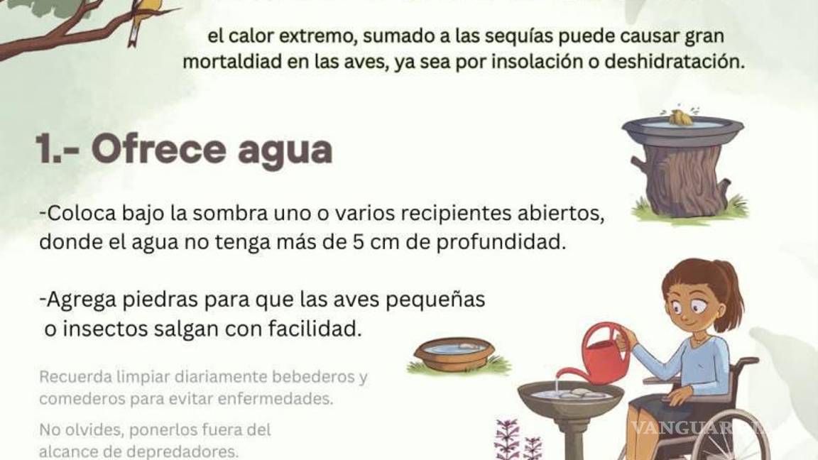 $!Proteger a las aves y abejas de Saltillo: tips contra el calor extremo