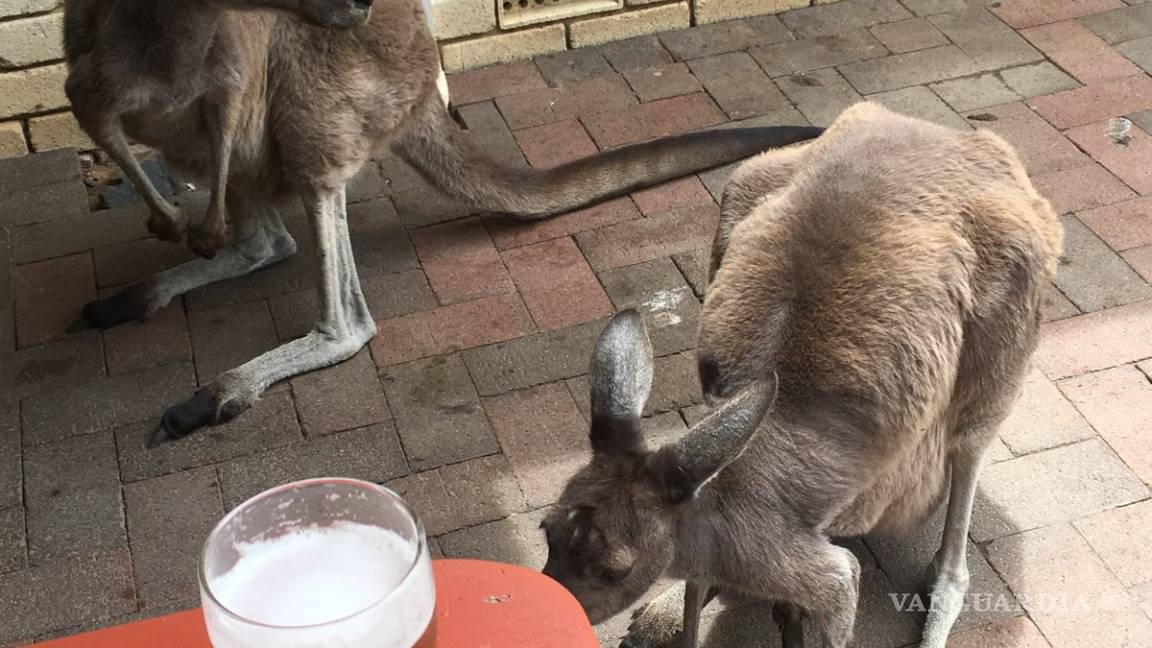 Canguros ya no podrán visitar su bar favorito en Australia