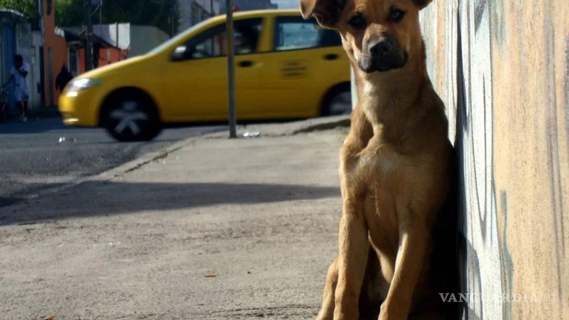 Perros callejeros no tienen la culpa, es el abandono y la desidia; dice activista de Saltillo