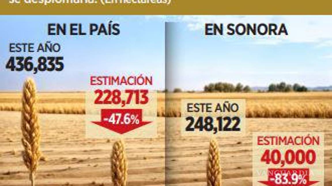 $!Cae la siembra de trigo en 47% por falta de apoyos y carencia de agua