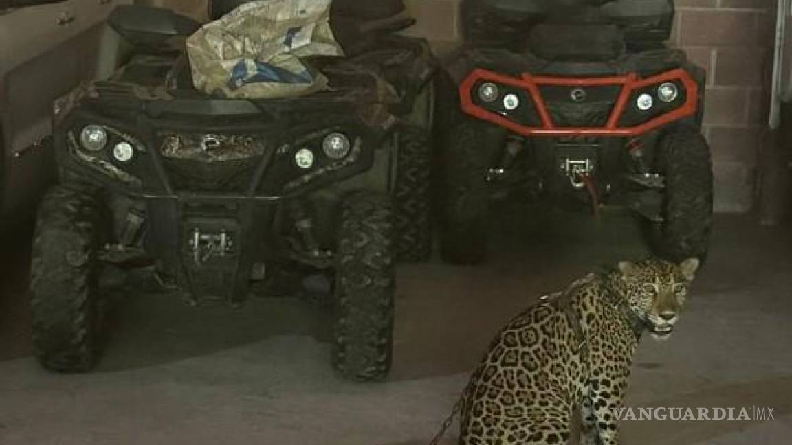 ‘Exótico’ decomiso: incautan un jaguar, tres monos, 900 gallos y 30 autos de lujo al narco