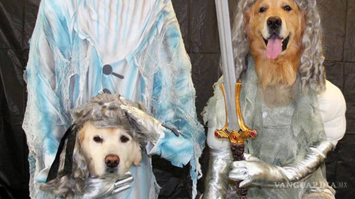 $!Ideas para disfraces de Halloween... ¡tu mascota lucirá adorable!