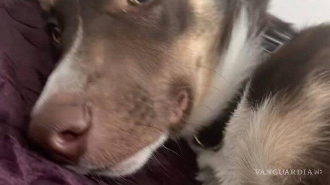 $!Perrito de Torreón reacciona a canción ‘Bebé Dame’ de Grupo Frontera.