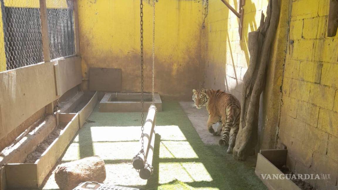 ¡Gustos exóticos!; aseguran droga y un tigre en una casa de Monterrey