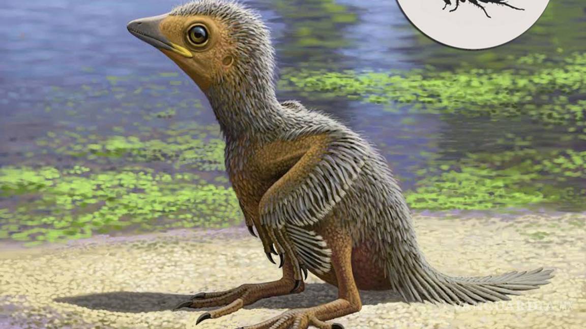 Revela fósil de polluelo de 127 millones de años la evolución de las aves