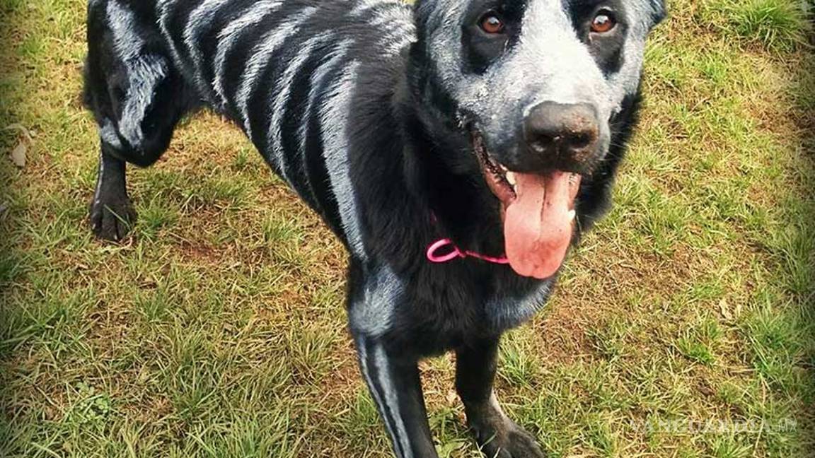 $!Ideas para disfraces de Halloween... ¡tu mascota lucirá adorable!