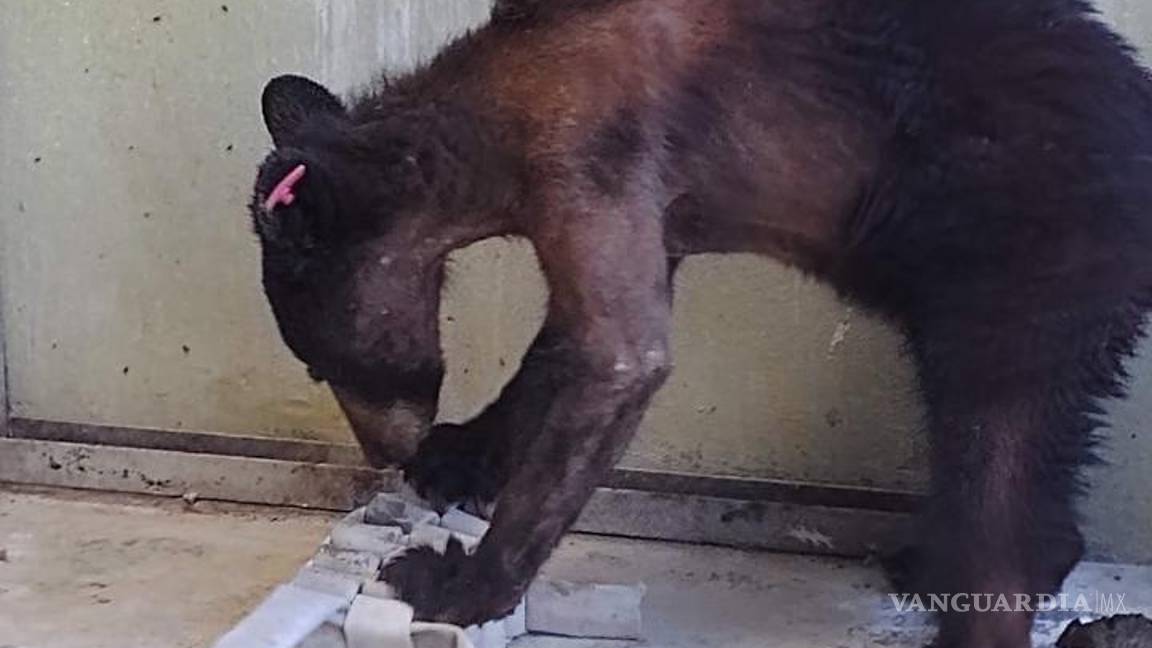 $!“Lucy” fue hidratada por vía intravenosa mienstras se recuperaba en el Mude.