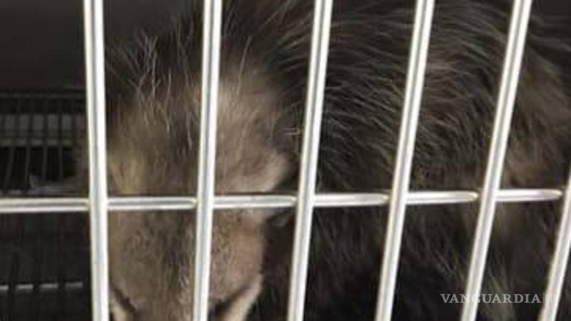 $!Estos animales, por el calor intenso, salen a descubierto, pero son inofensivos.