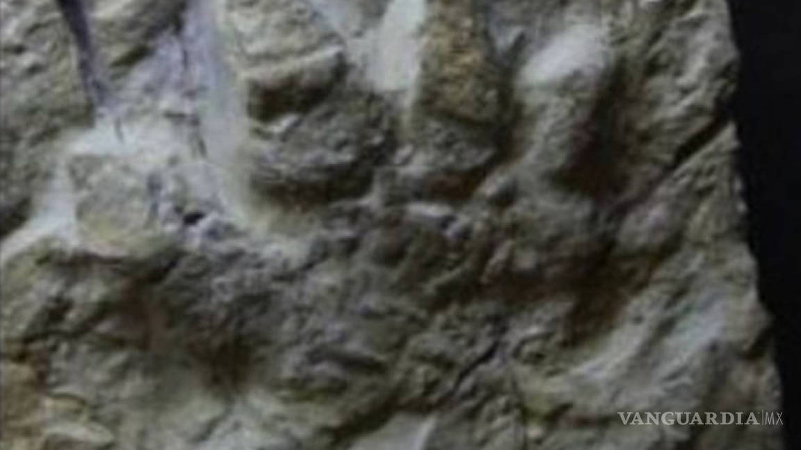 Hallan huella de dinosaurio de 230 millones de años