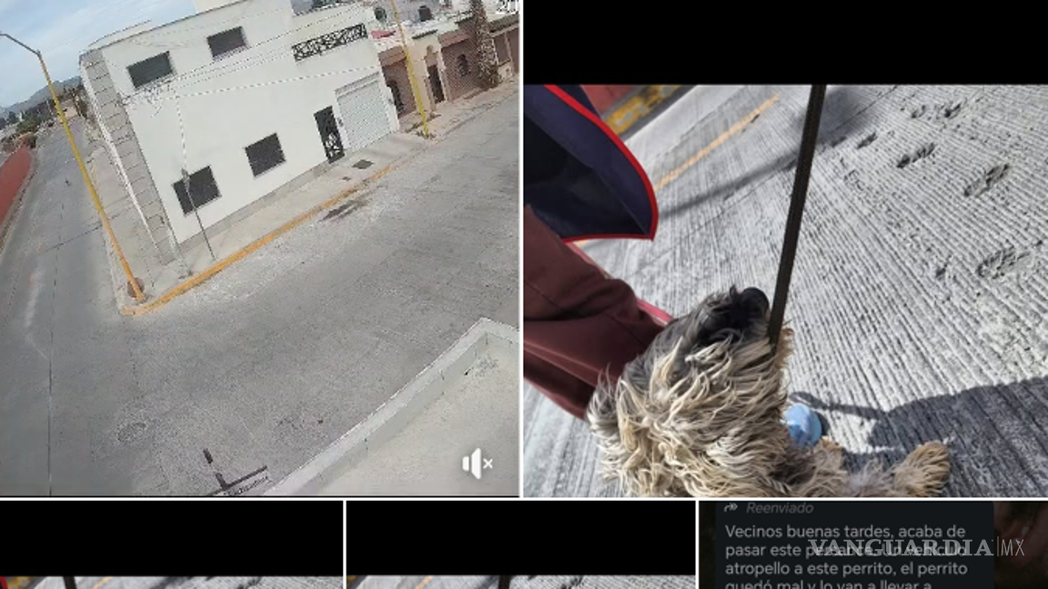 $!Los vecinos de la colonia Humberto Dávila exigen más empatía hacia los animales tras el incidente.