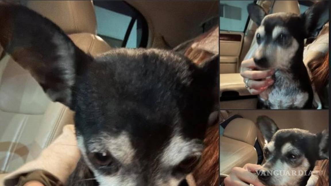 $!Algunos canes llegaron por sí solos a otros domicilios en busca de refugio, evidenciando el alto nivel de estrés que generan los fuegos artificiales en los animales.