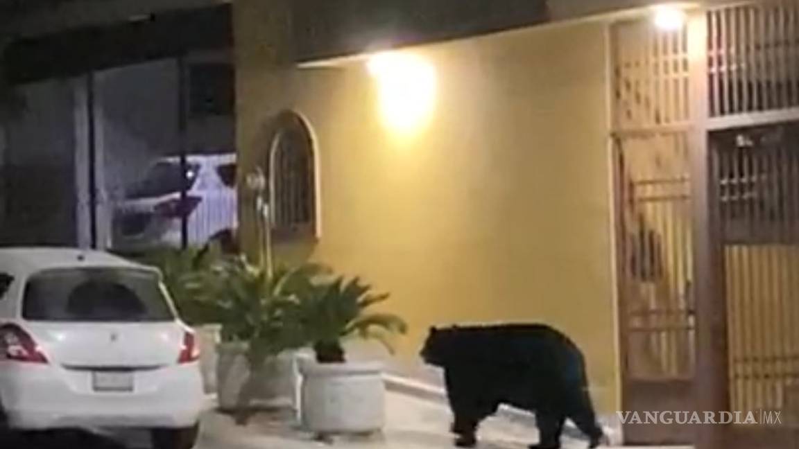 VIDEO: Oso negro se pasea por las calles de Monterrey