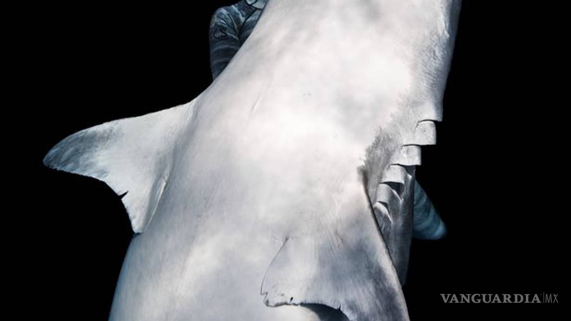 $!Hombre logra calmar a tiburón gigante con tan solo un toque de su mano (VIDEO)